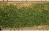 photo texture of grass 0004